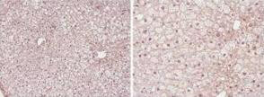 a00600 ppara primary antibodies ihc testing 3