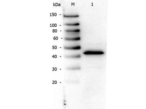 a00600 ppara primary antibodies wb testing 1