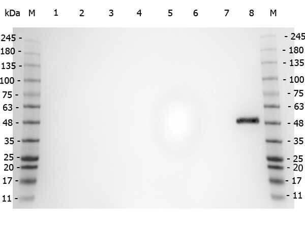 a00600 ppara primary antibodies wb testing 6