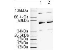 a00600 ppara primary antibodies wb testing 8