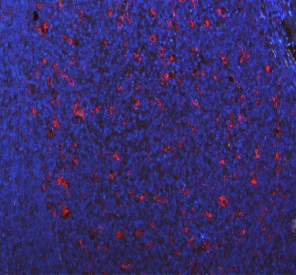 a00602 1 cd68 primary antibodies if testing 1
