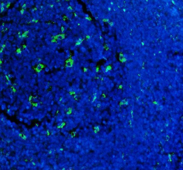 a00602 1 cd68 primary antibodies if testing 6_1