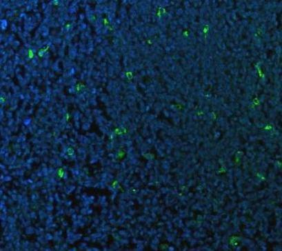a00602 1 cd68 primary antibodies if testing 7_1