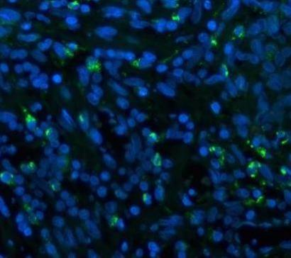 a00602 1 cd68 primary antibodies if testing 8_1