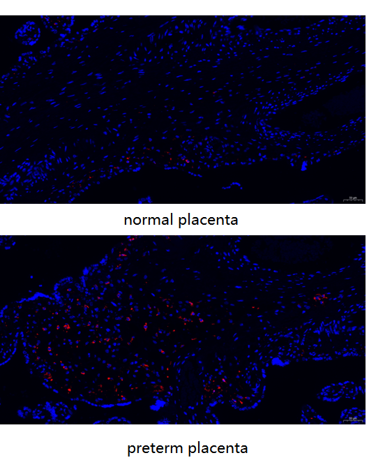 a00602 1 cd68 primary antibodies if testing 9_1