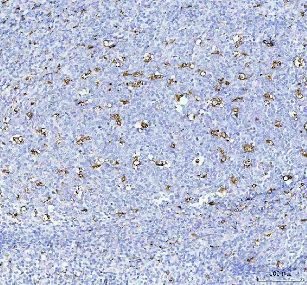 a00602 1 cd68 primary antibodies ihc testing 1_1_1
