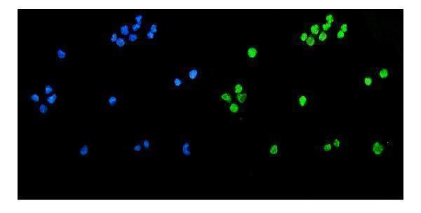a00603 2 tet1 primary antibodies if testing 4