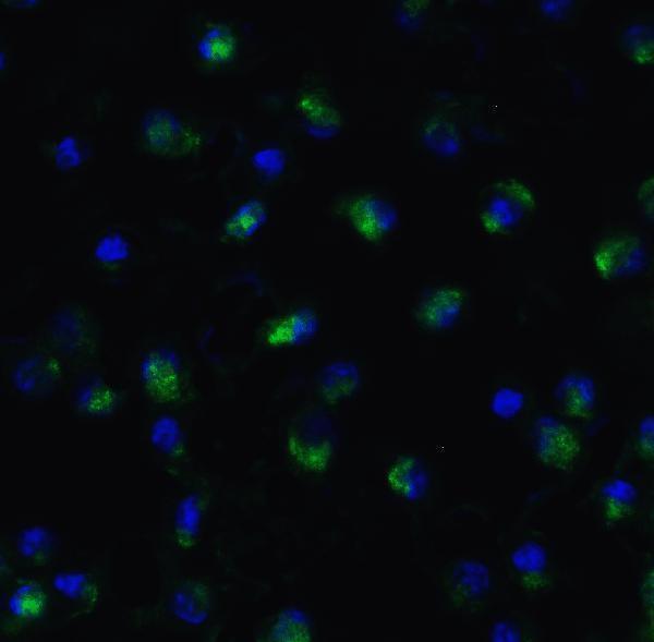 a00603 tet1 primary antibodies if testing 4