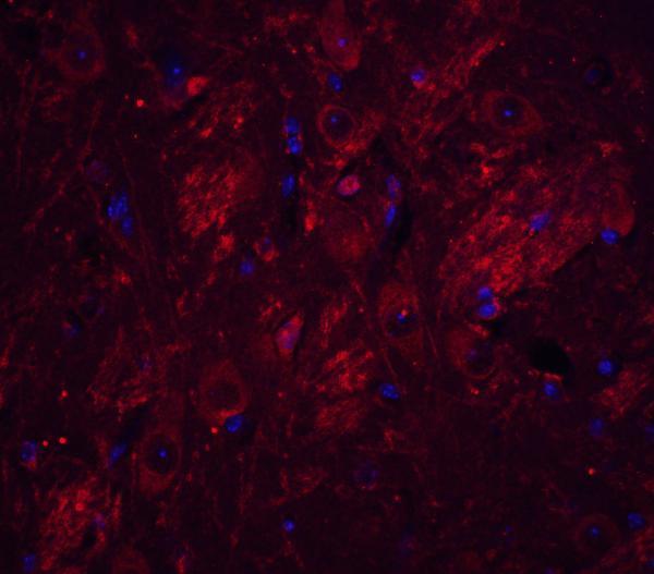 a00603 tet1 primary antibodies if testing 5
