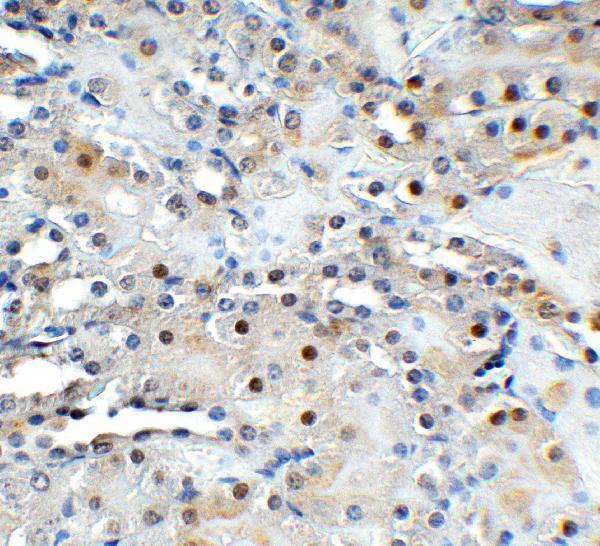 a00603 tet1 primary antibodies ihc testing 7