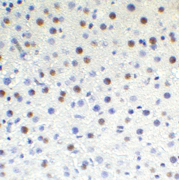 a00603 tet1 primary antibodies ihc testing 8