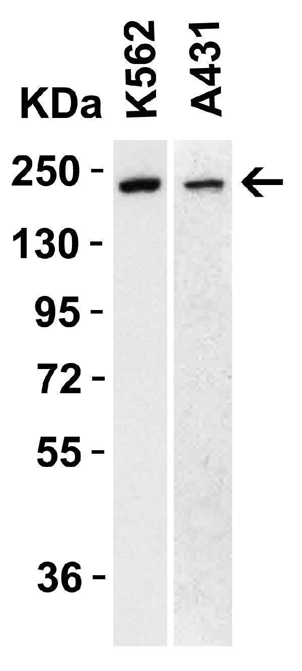 a00603 tet1 primary antibodies wb testing 1