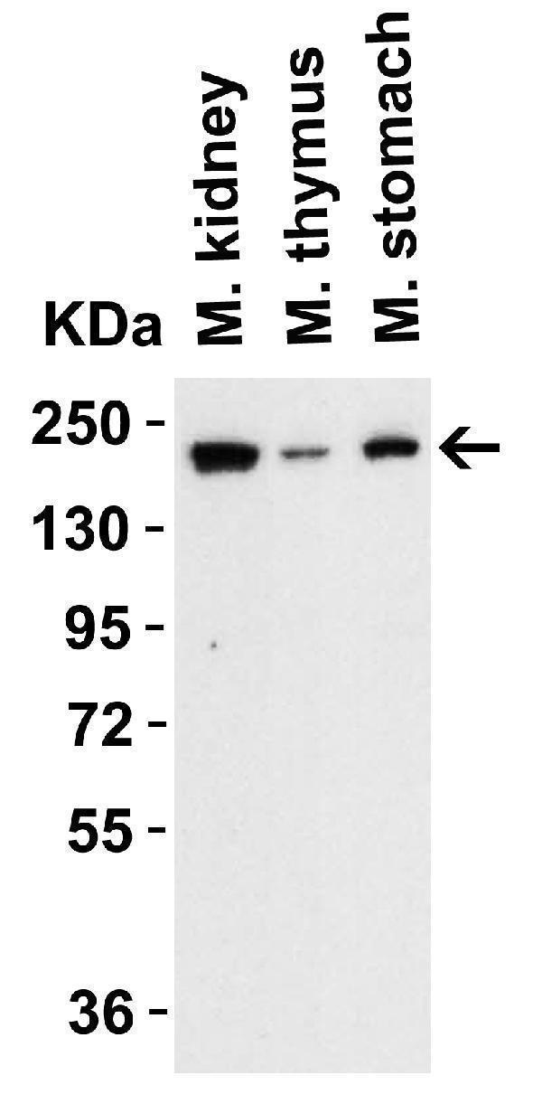 a00603 tet1 primary antibodies wb testing 2