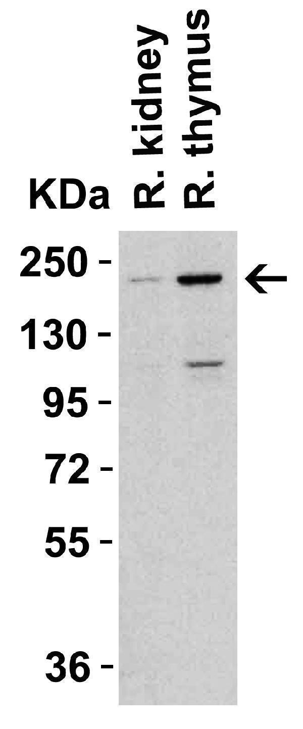 a00603 tet1 primary antibodies wb testing 3
