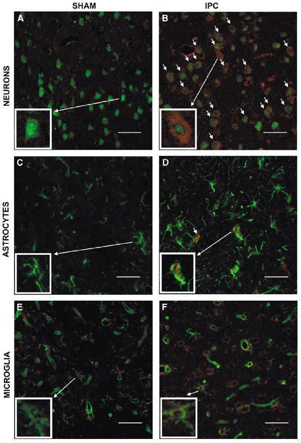 a00604 1 adam17 primary antibodies if testig 11