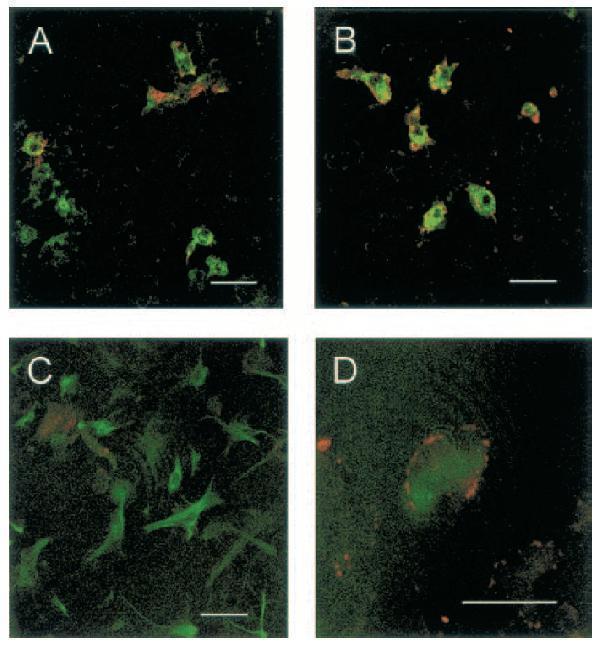 a00604 1 adam17 primary antibodies if testing 10