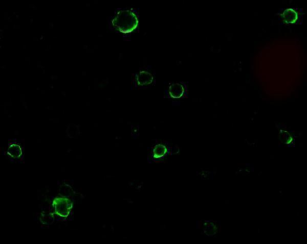 a00604 1 adam17 primary antibodies if testing 4
