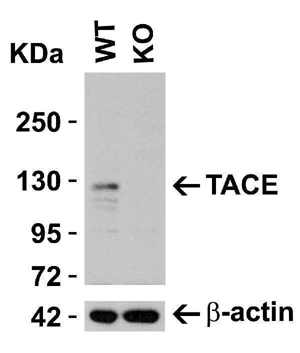 a00604 1 adam17 primary antibodies ko testing 2