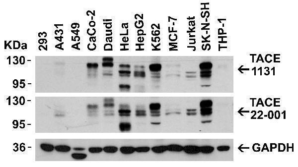 a00604 1 adam17 primary antibodies wb testing 3