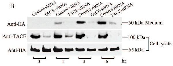 a00604 1 adam17 primary antibodies wb testing 6