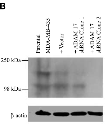 a00604 1 adam17 primary antibodies wb testing 7