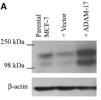 a00604 1 adam17 primary antibodies wb testing 8