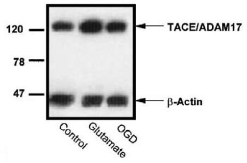 a00604 1 adam17 primary antibodies wb testing 9
