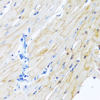 a00604 2 adam17 primary antiboties ihc testing 2