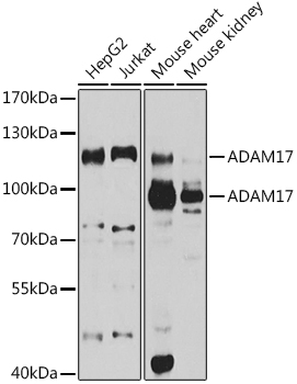 a00604 2 adam17 primary antiboties wb testing 1