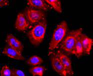 a00604 3 adam17 primary antiboties icc testing 2