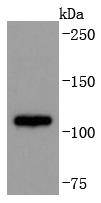 a00604 3 adam17 primary antiboties wb testing 1