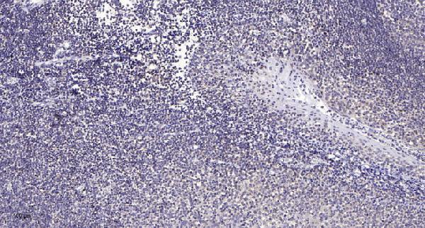 Immunohistochemical analysis of paraffin-embedded human tonsil