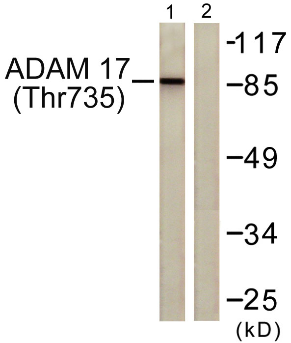 Western blot analysis of lysates from K562 cells treated with UV 5', using ADAM 17 (Phospho-Thr735) Antibody