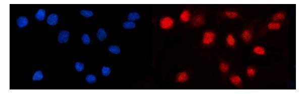 a00605 2 lef1 primary antibodies if testing 2
