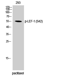 Western Blot analysis of 293 cells using Phospho-LEF-1 (S42) Polyclonal Antibody