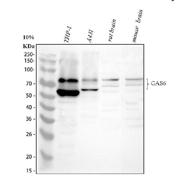  Western blot analysis of GAS6 using anti-GAS6 antibody (A00608-1)