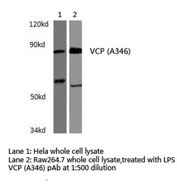 Western blot (WB) analysis of VCP (A346) polyclonal antibody in extracts from Hela cells and Raw264