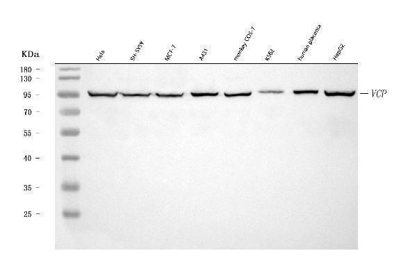  Western blot analysis of VCP using anti-VCP antibody (A00610-2)