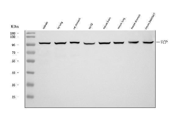  Western blot analysis of VCP using anti-VCP antibody (A00610-2)