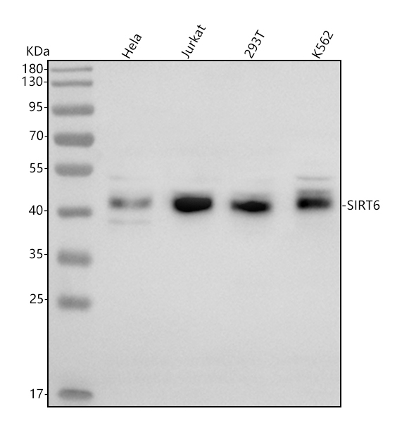 a00611 3 sirt6 primary antibodies wb testing 1