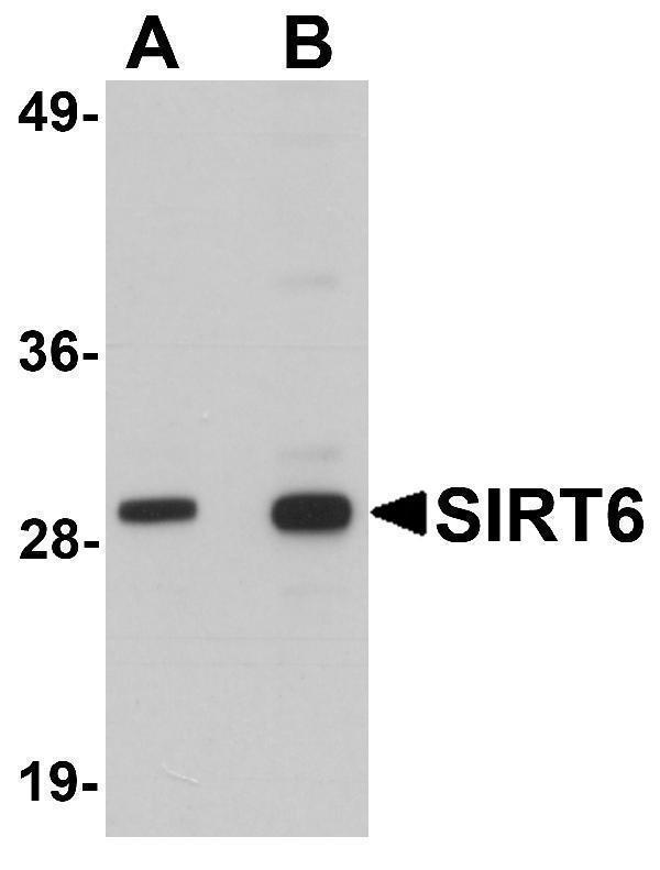 a00611 sirt6 primary antibodies wb testing 1
