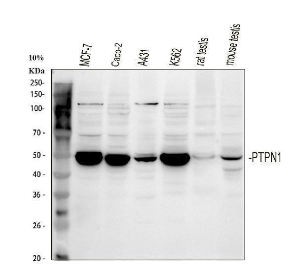 a00613 1 ptp1b primary antibodies wb testing 1