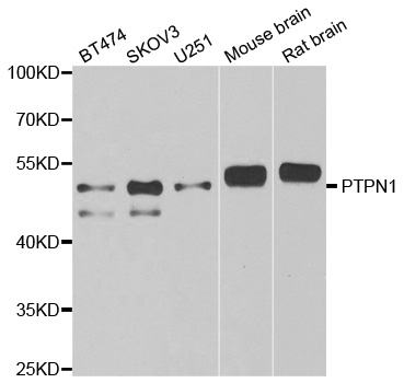 a00613 2 ptpn1 primary antiboties wb testing 1