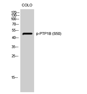 a00613s50 ptpn1 primary antibodies wb testing 2