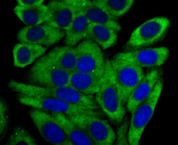 a00615 2 cyp17a1 primary antiboties icc testing 2
