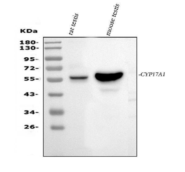 a00615 3 cyp17a1 primary antibodies wb testing 1