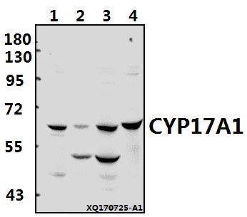 a00615 cyp17a1 primary antiboties wb testing 1