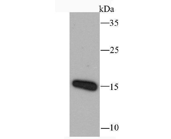 a00617 1 ccl5 primary antiboties wb testing 1