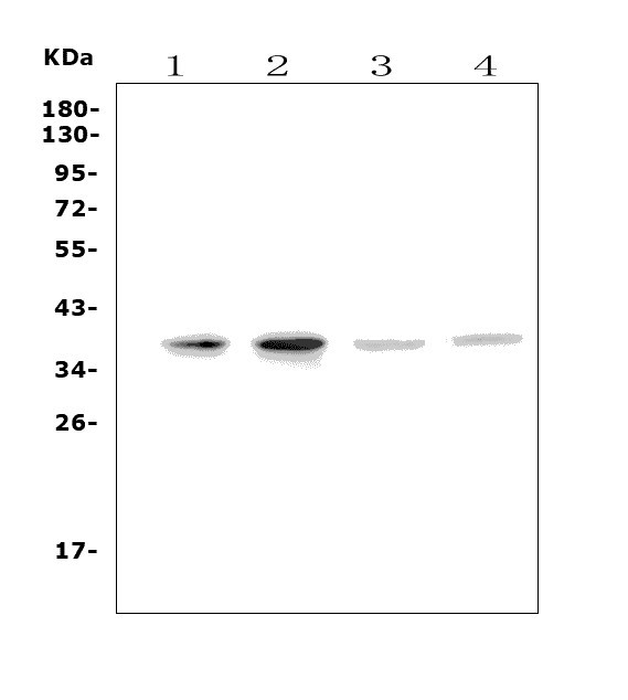 a00619 2 mc4r primary antibodies wb testing 1
