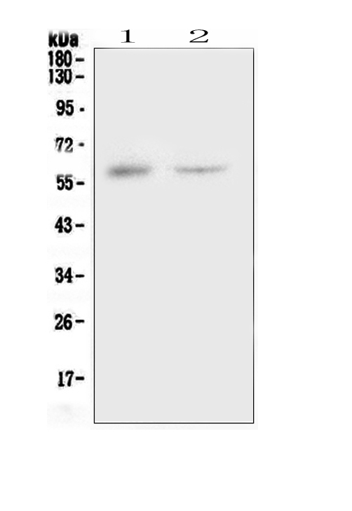 a00620 3 csf1 primary antibodies wb testing 1